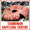 Tambunan Rafflesia Centre Day Tour